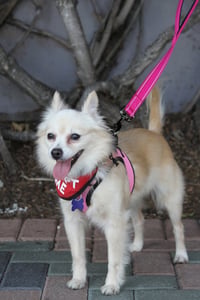 Buttercup - Photo 4