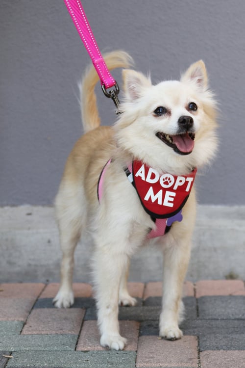 BUTTERCUP - Pomeranian / Chihuahua available for adoption