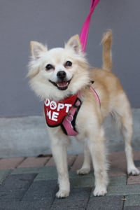 Buttercup - Photo 1
