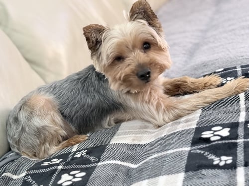 POPEYE - Yorkshire Terrier Yorkie available for adoption