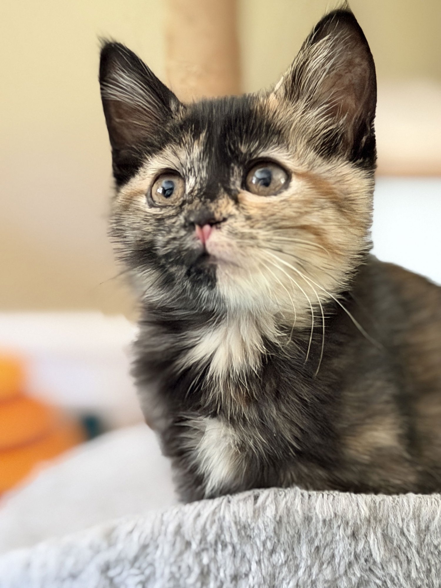 DAKOTA - Domestic Short Hair available for adoption