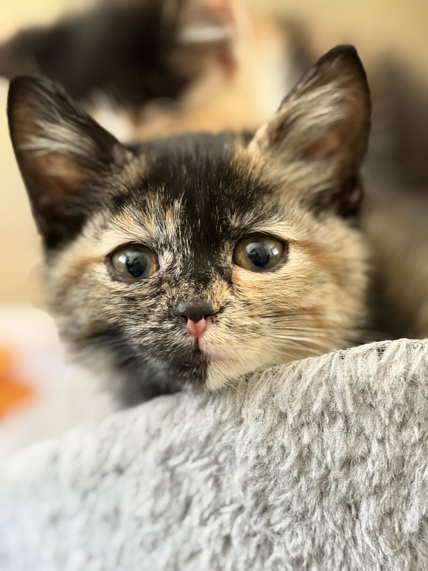 DAKOTA - Domestic Short Hair available for adoption