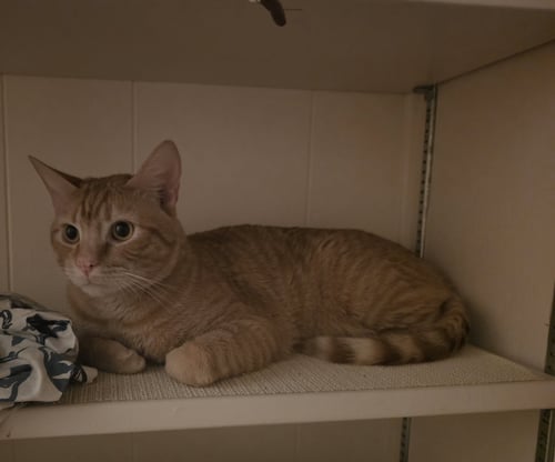 CHURRO - Domestic Short Hair available for adoption