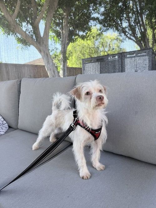 FREDDIE - Terrier available for adoption