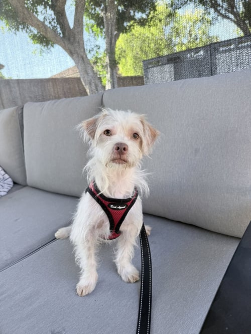 FREDDIE - Terrier available for adoption