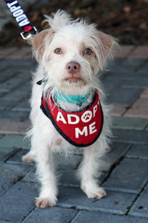 FREDDIE - Terrier available for adoption