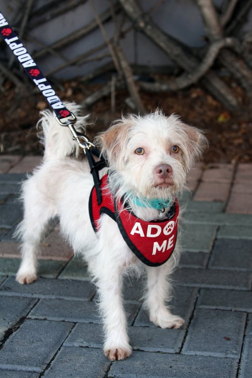 FREDDIE - Terrier available for adoption