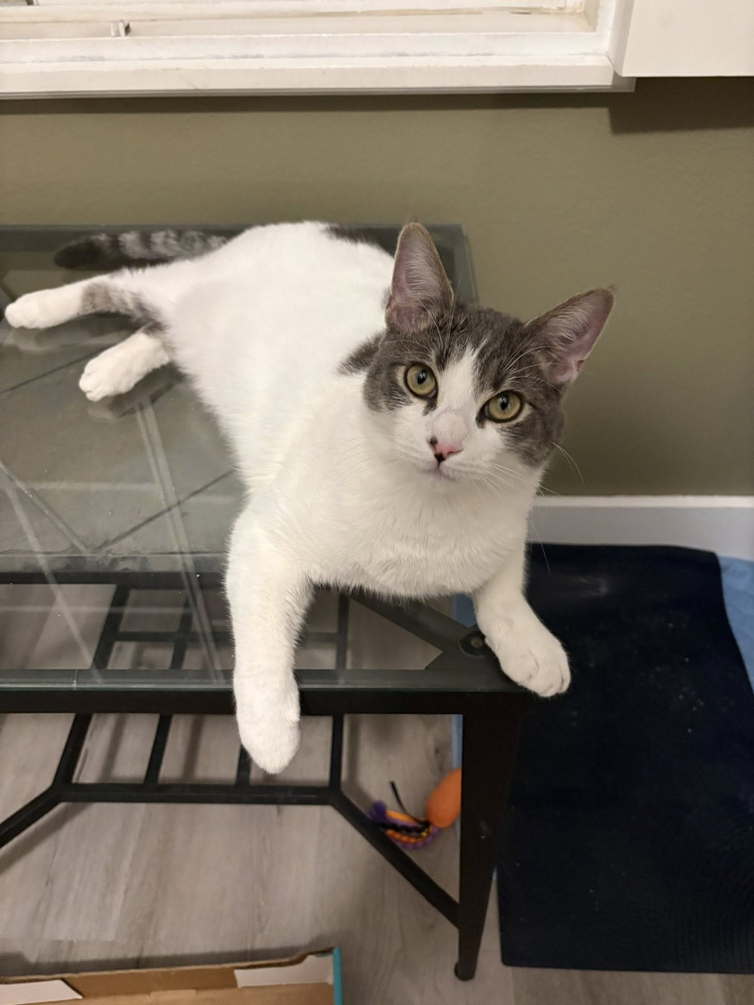 RUSSO AND GOOSE - Domestic Short Hair available for adoption