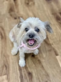 Tootsie - Photo 4