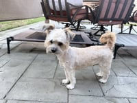 Tootsie - Photo 2