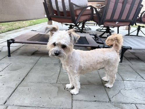 TOOTSIE - Shih Tzu / Yorkshire Terrier Yorkie available for adoption