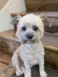 Tootsie - Photo 1