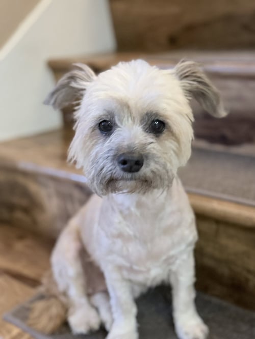 TOOTSIE - Shih Tzu / Yorkshire Terrier Yorkie available for adoption