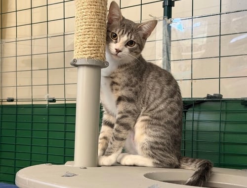 ALICE - Domestic Short Hair available for adoption