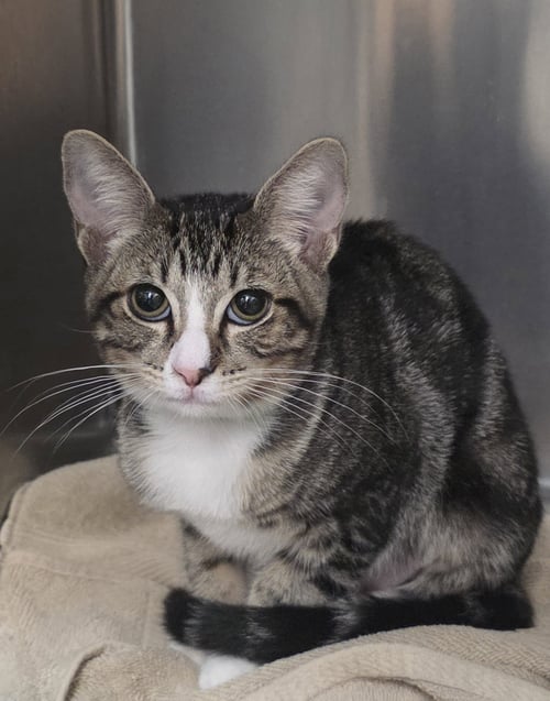 MATILDA - Domestic Short Hair available for adoption