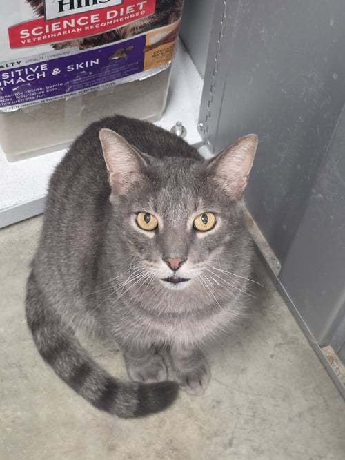 THUNDER - Domestic Short Hair available for adoption