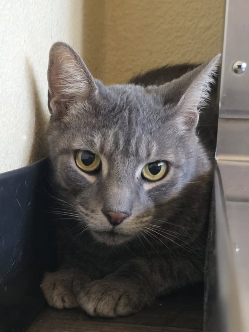THUNDER - Domestic Short Hair available for adoption