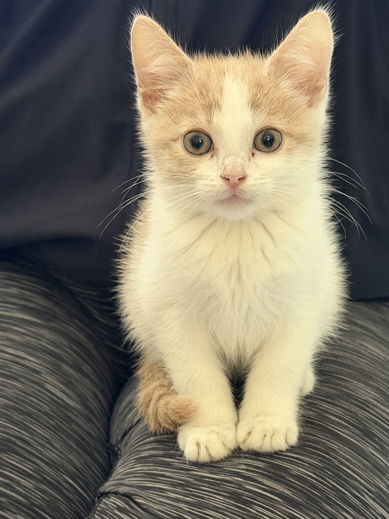 CHARLOTTE - Domestic Short Hair available for adoption