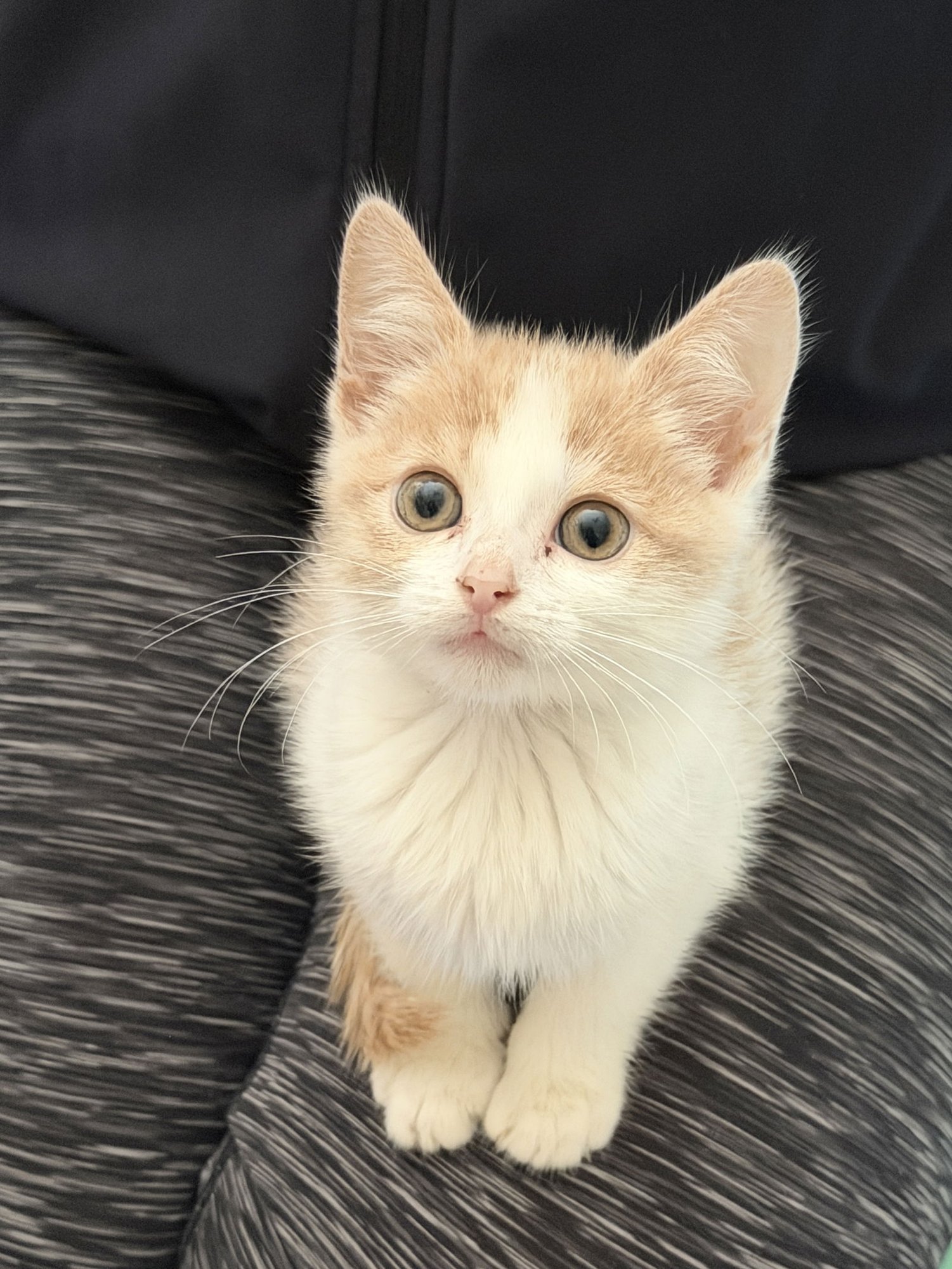 CHARLOTTE - Domestic Short Hair available for adoption