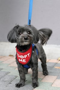 Chewie - Photo 4