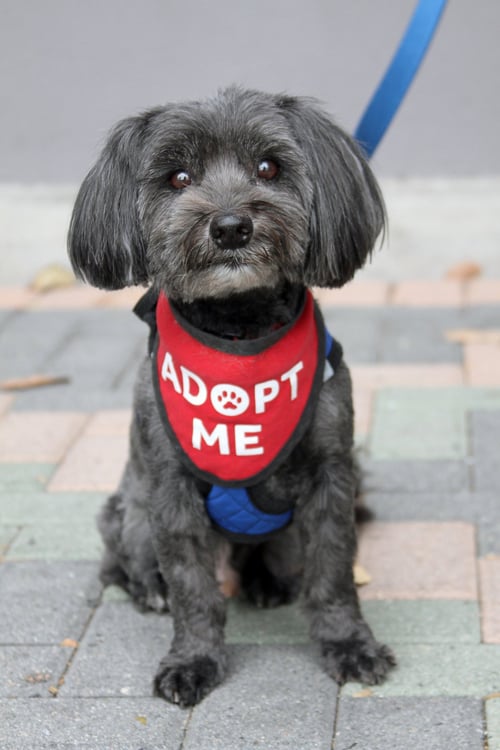 CHEWIE - Maltese / Shih Tzu available for adoption