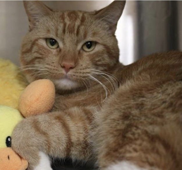 GARY - Domestic Short Hair available for adoption