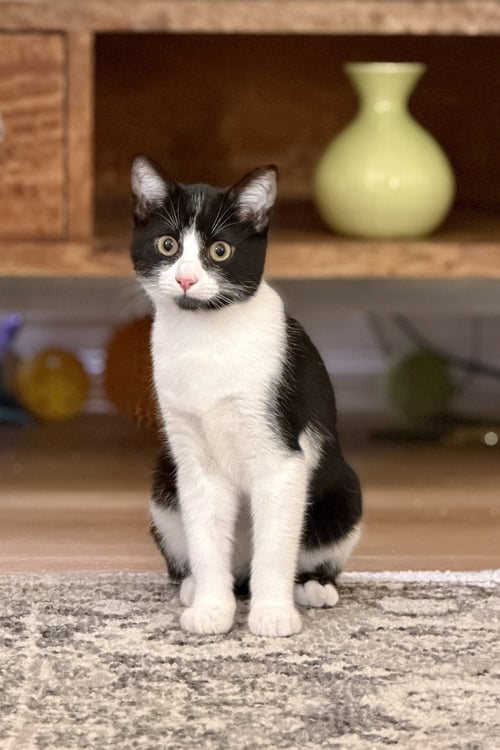 REED - Domestic Short Hair available for adoption