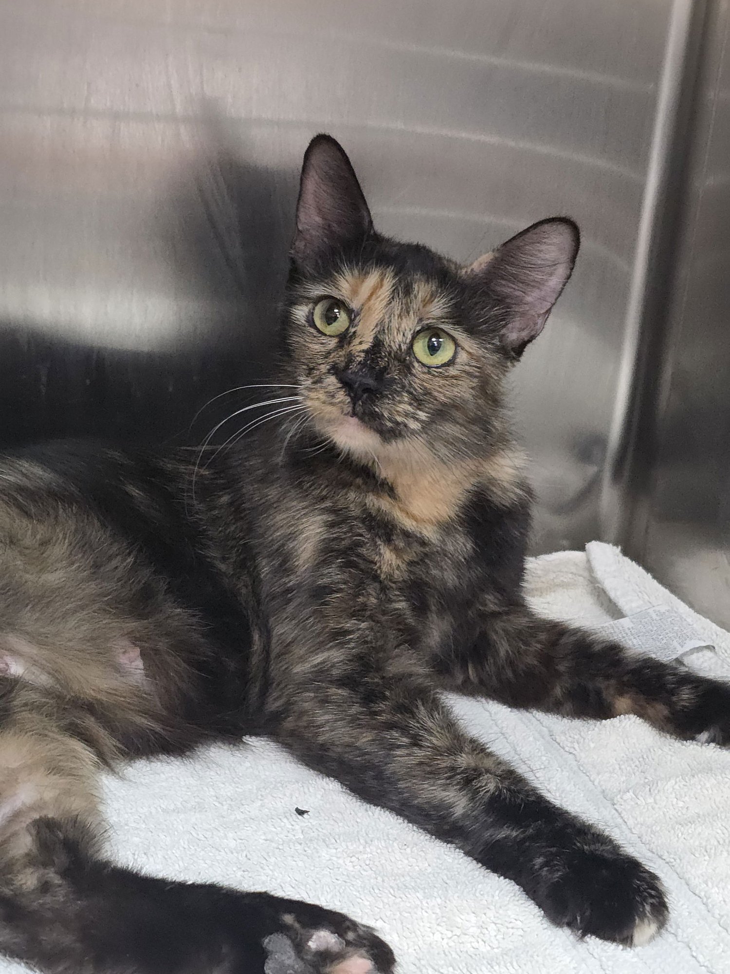 PAISLEY - Domestic Short Hair available for adoption