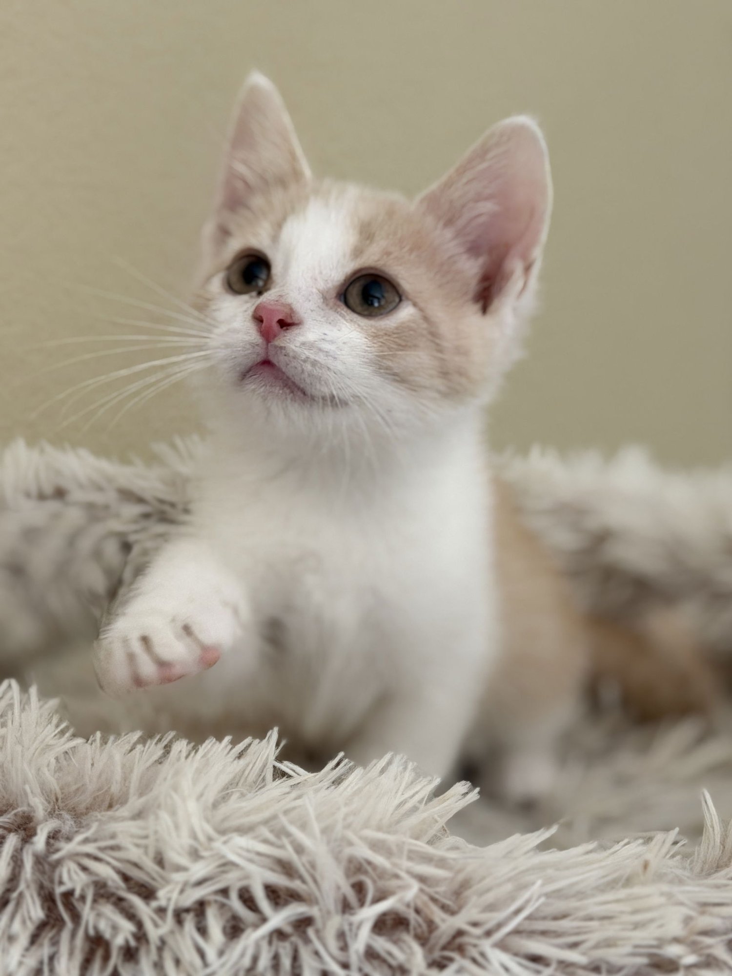 DALLAS - Domestic Short Hair available for adoption