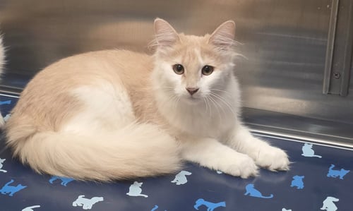 TOGGLE - Domestic Long Hair available for adoption