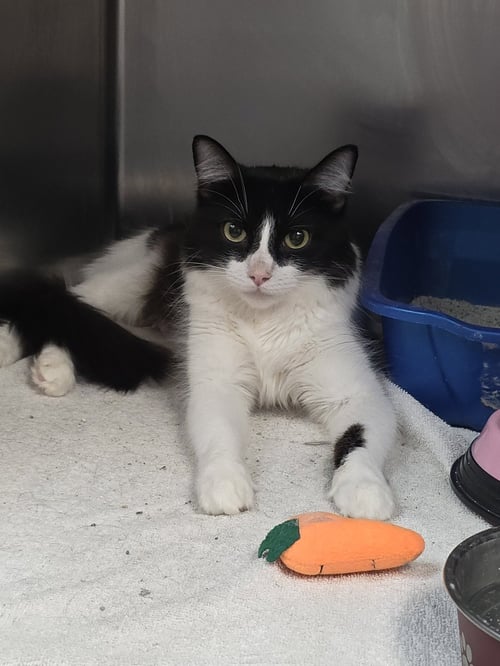 STELLA - Domestic Long Hair available for adoption