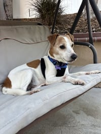 Wesley *PENDING ADOPTION* - Photo 3