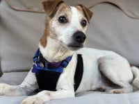 Wesley *PENDING ADOPTION* - Photo 4