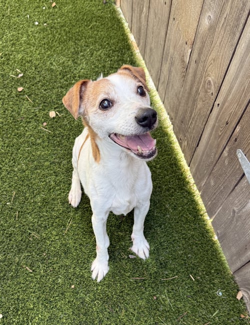 WESLEY *PENDING ADOPTION* - Fox Terrier / Terrier available for adoption