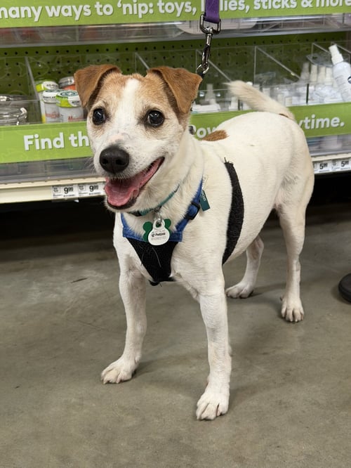 WESLEY *PENDING ADOPTION* - Fox Terrier / Terrier available for adoption