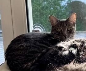 SULLY - Domestic Short Hair available for adoption