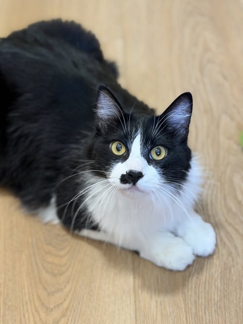 BARLEY - Domestic Short Hair available for adoption