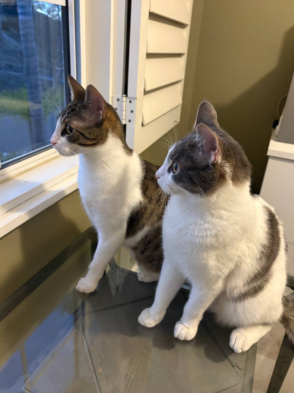 GOOSE AND RUSSO - Domestic Short Hair available for adoption