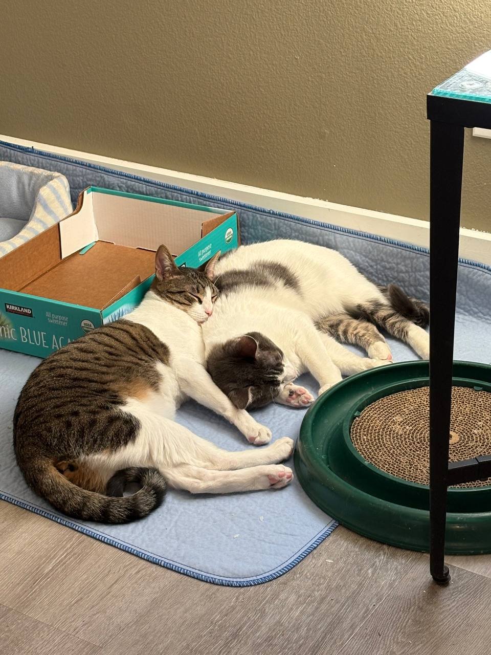 Goose and Russo - Photo 3