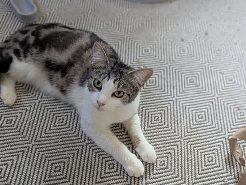 MINNIE - Domestic Short Hair available for adoption