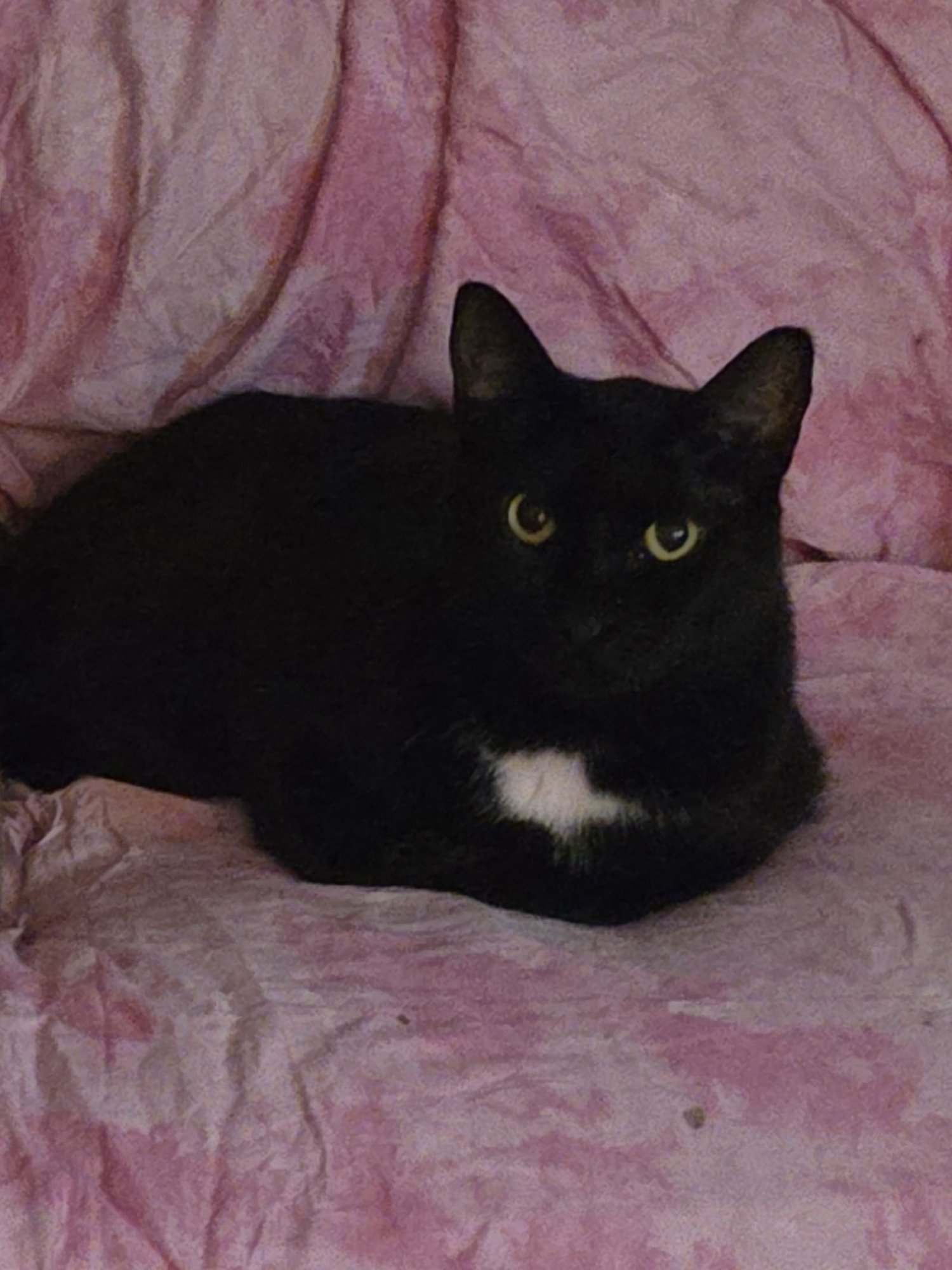 PANTERA (MALE) - Domestic Short Hair available for adoption