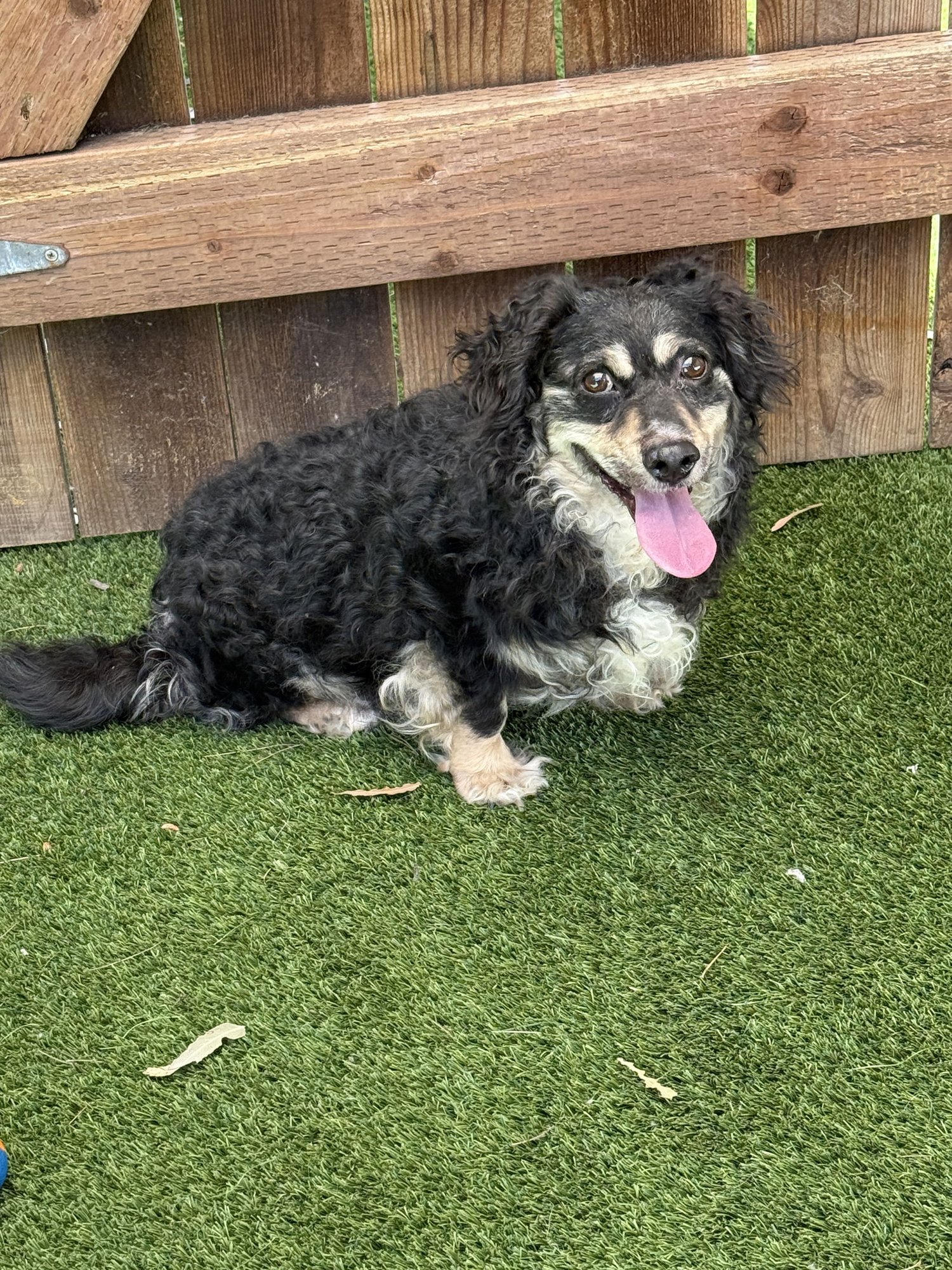 LIAM - Cocker Spaniel / Corgi available for adoption