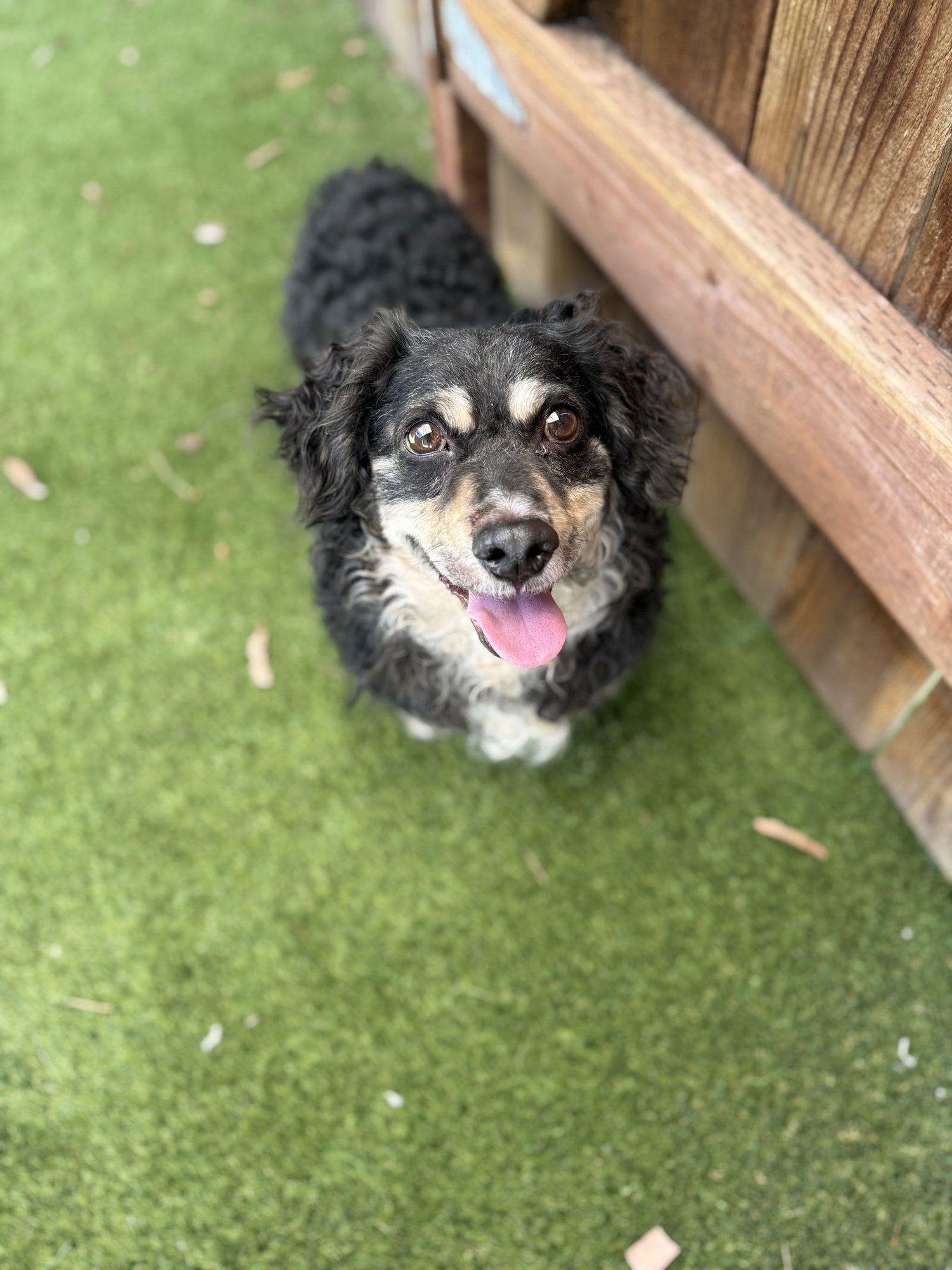 LIAM - Cocker Spaniel / Corgi available for adoption