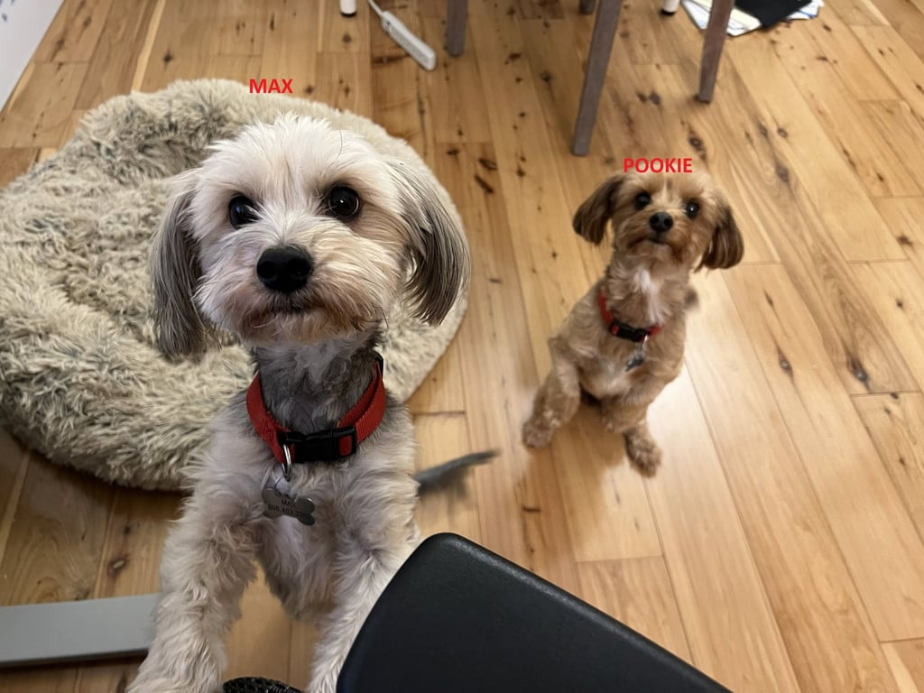 Max & Pookie * Bonded Pair* Image