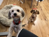 Max & Pookie * Bonded Pair* - Photo 1