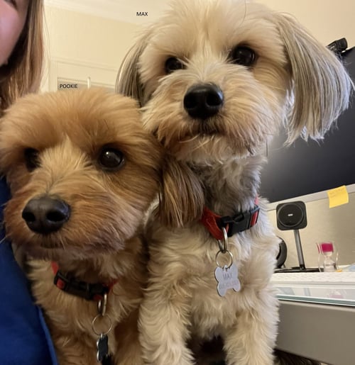 MAX & POOKIE * BONDED PAIR* - Maltese / Yorkshire Terrier Yorkie available for adoption