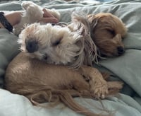 Max & Pookie * Bonded Pair* - Photo 3