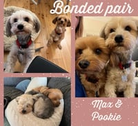 Max & Pookie * Bonded Pair* - Photo 4
