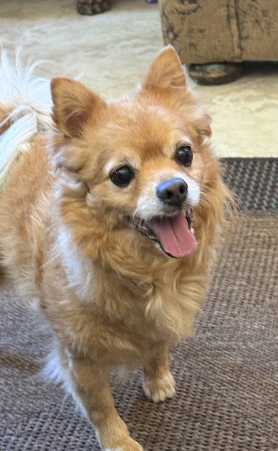 DEXTER - Pomeranian / Chihuahua available for adoption