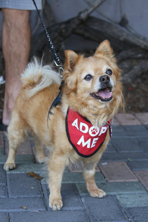 DARLING DEXTER - Pomeranian / Chihuahua available for adoption